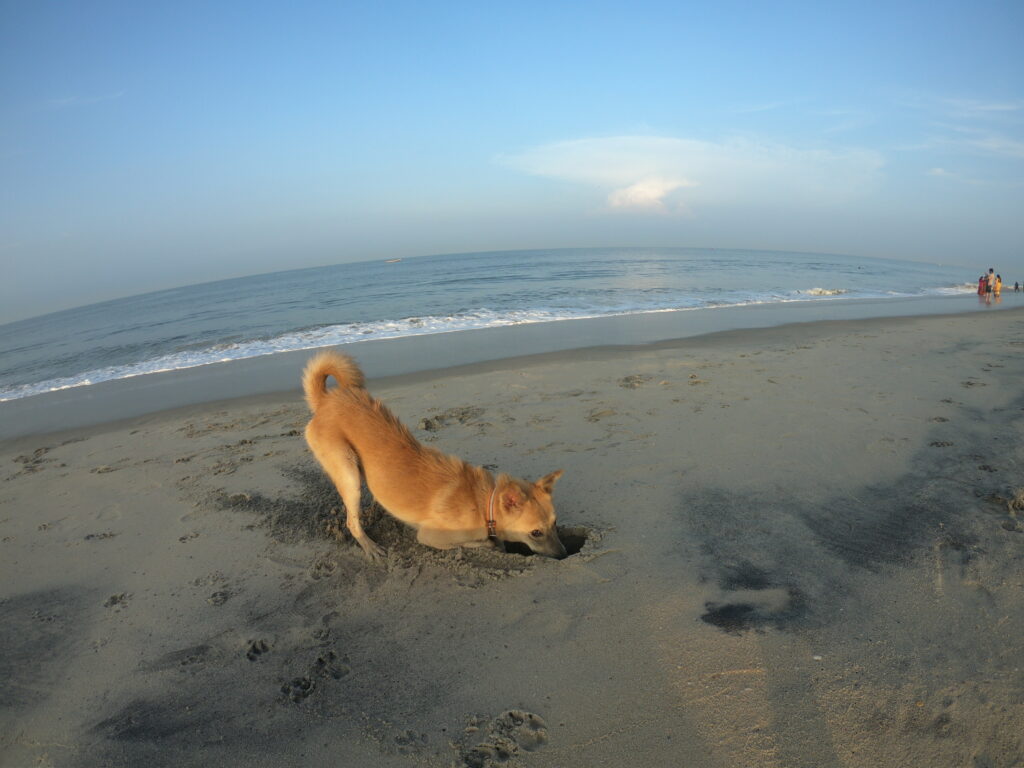 Alleppey beach