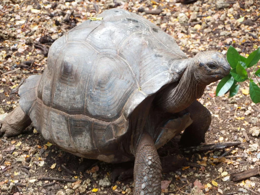 Feeding the tortoise on prison Island