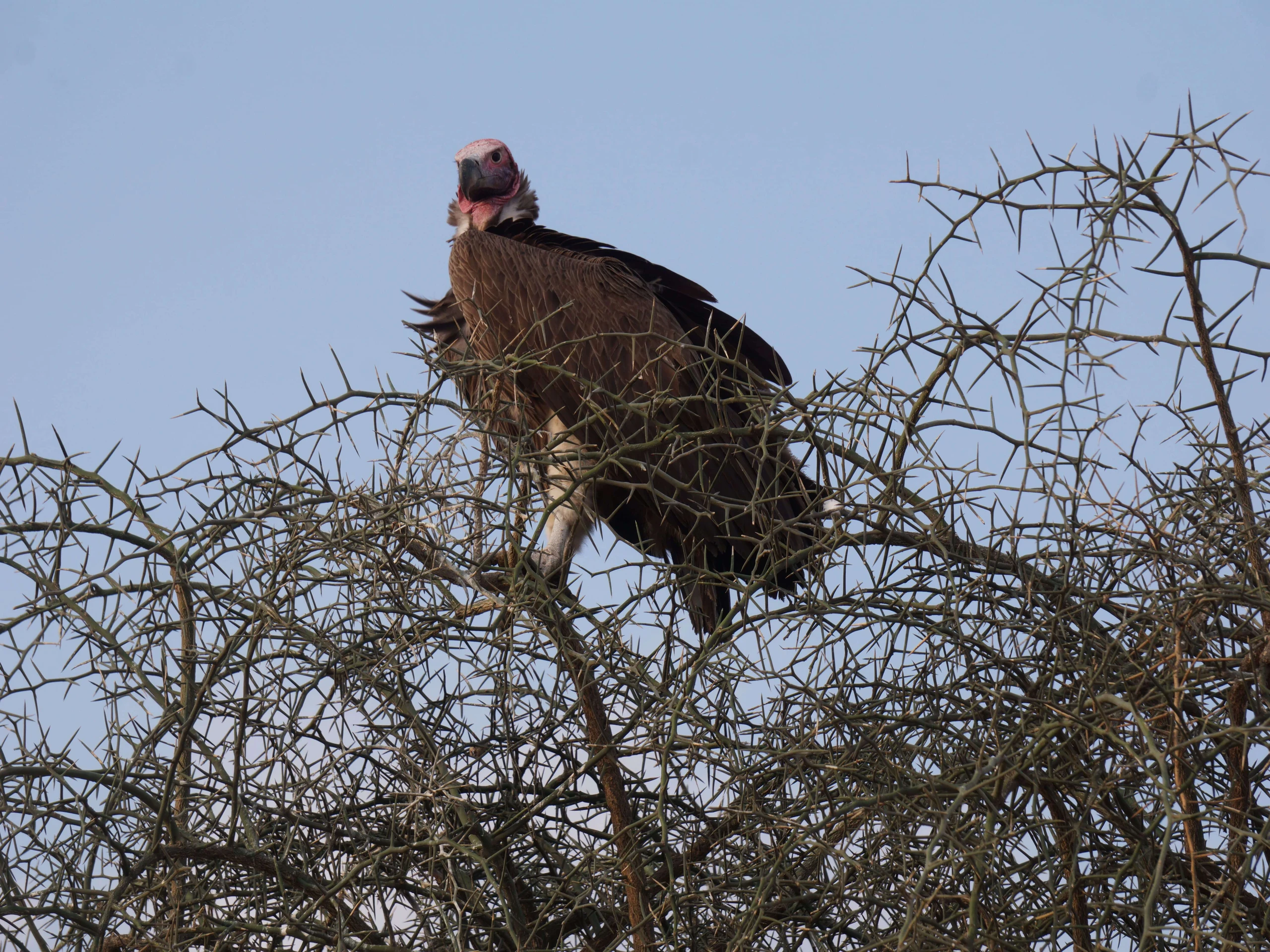 Spotting the vulture in the Serengeti National park