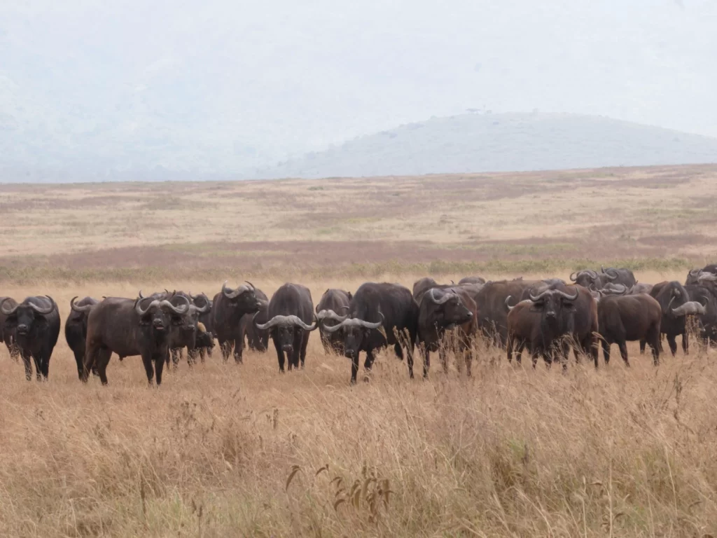 Wild buffaloes in Ngorongoro Crater