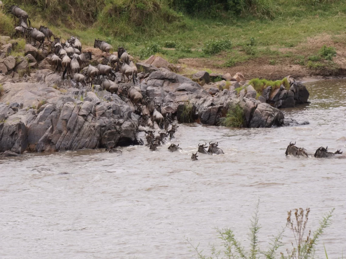 The great wildebeest migration in Tanzania