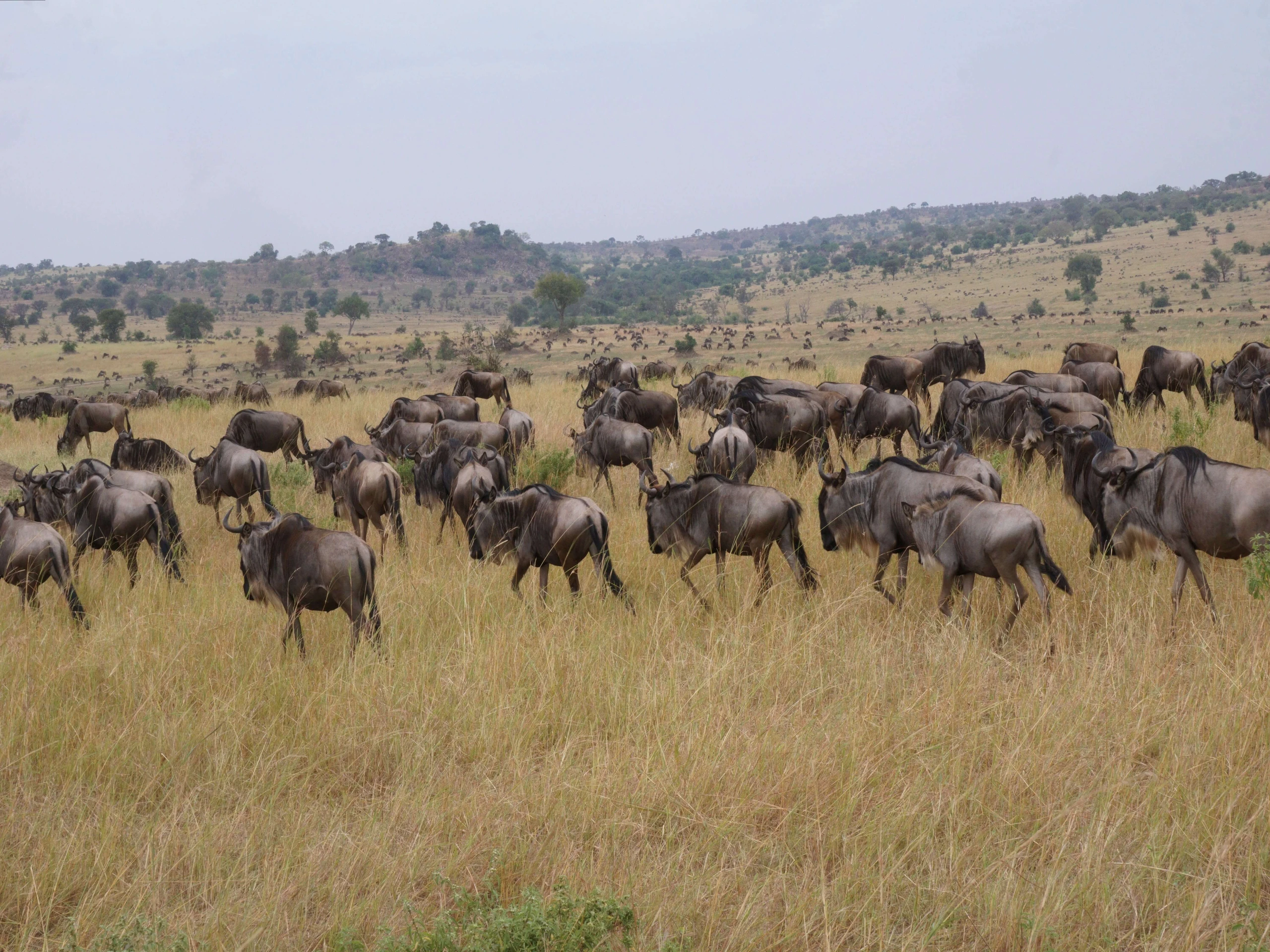 Wildebeest moving towards the Mara River