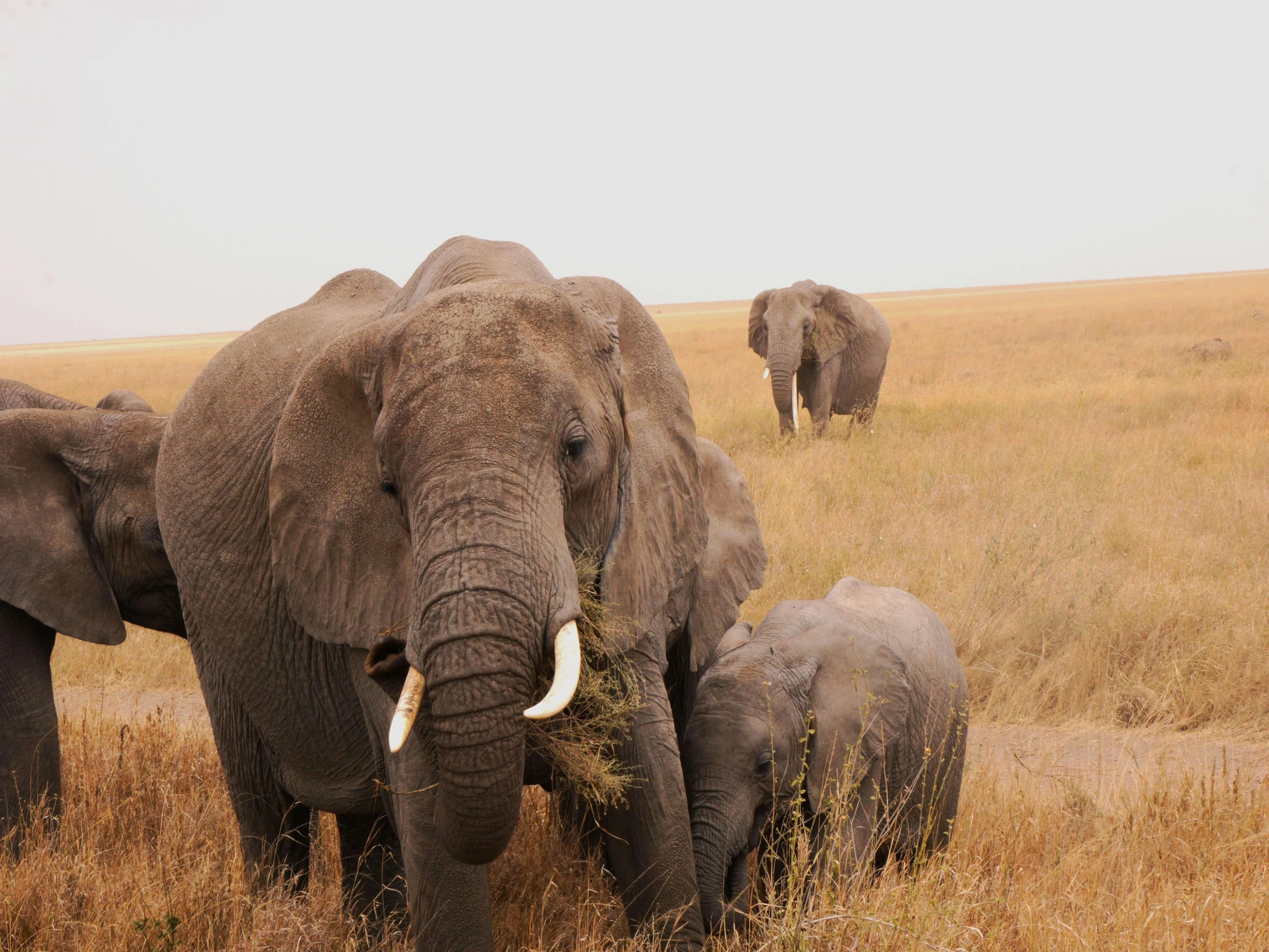 Elephants in Serengeti National Park