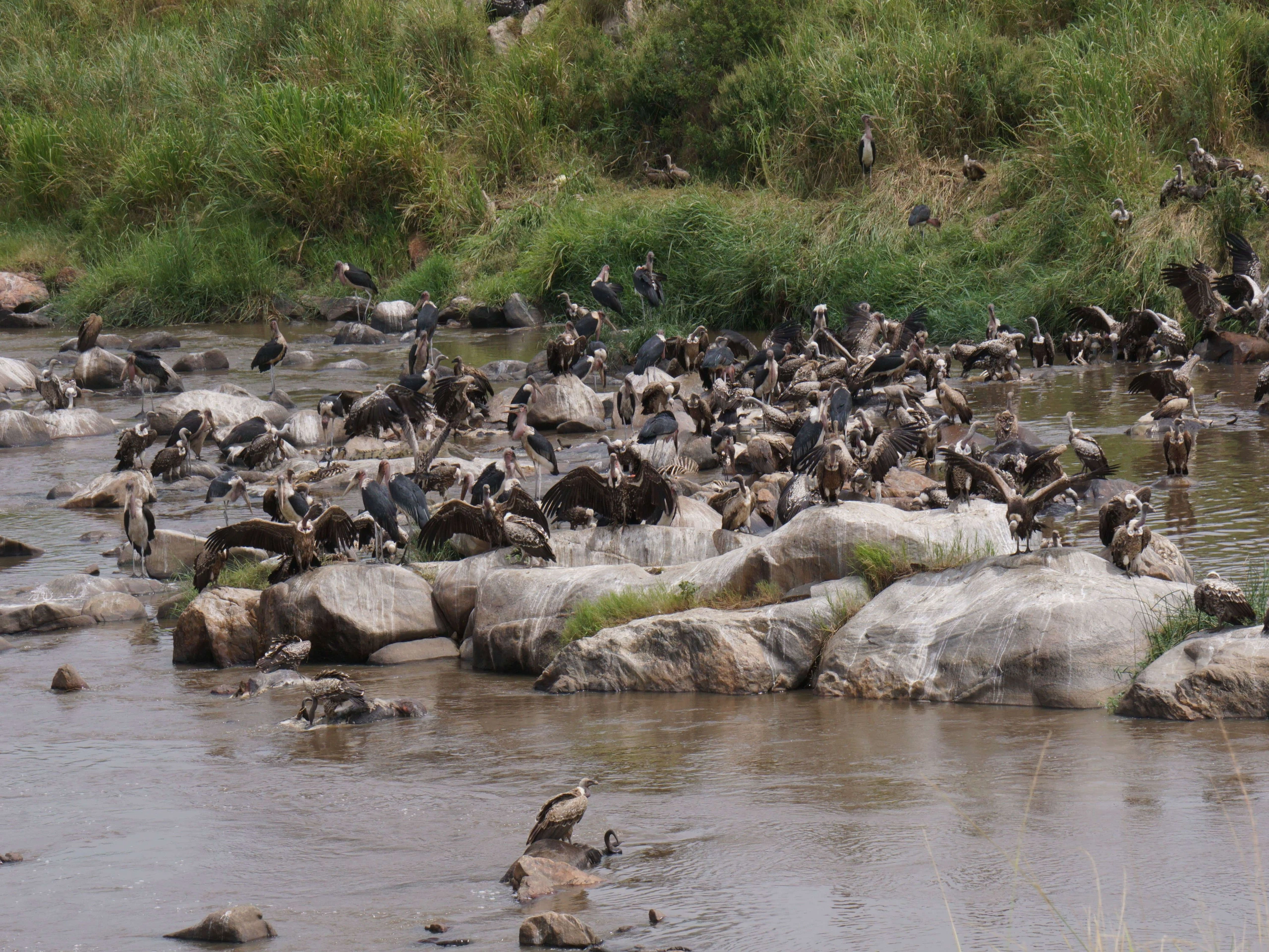 Vultures feasting on the dead Wildebeest in the Mara River