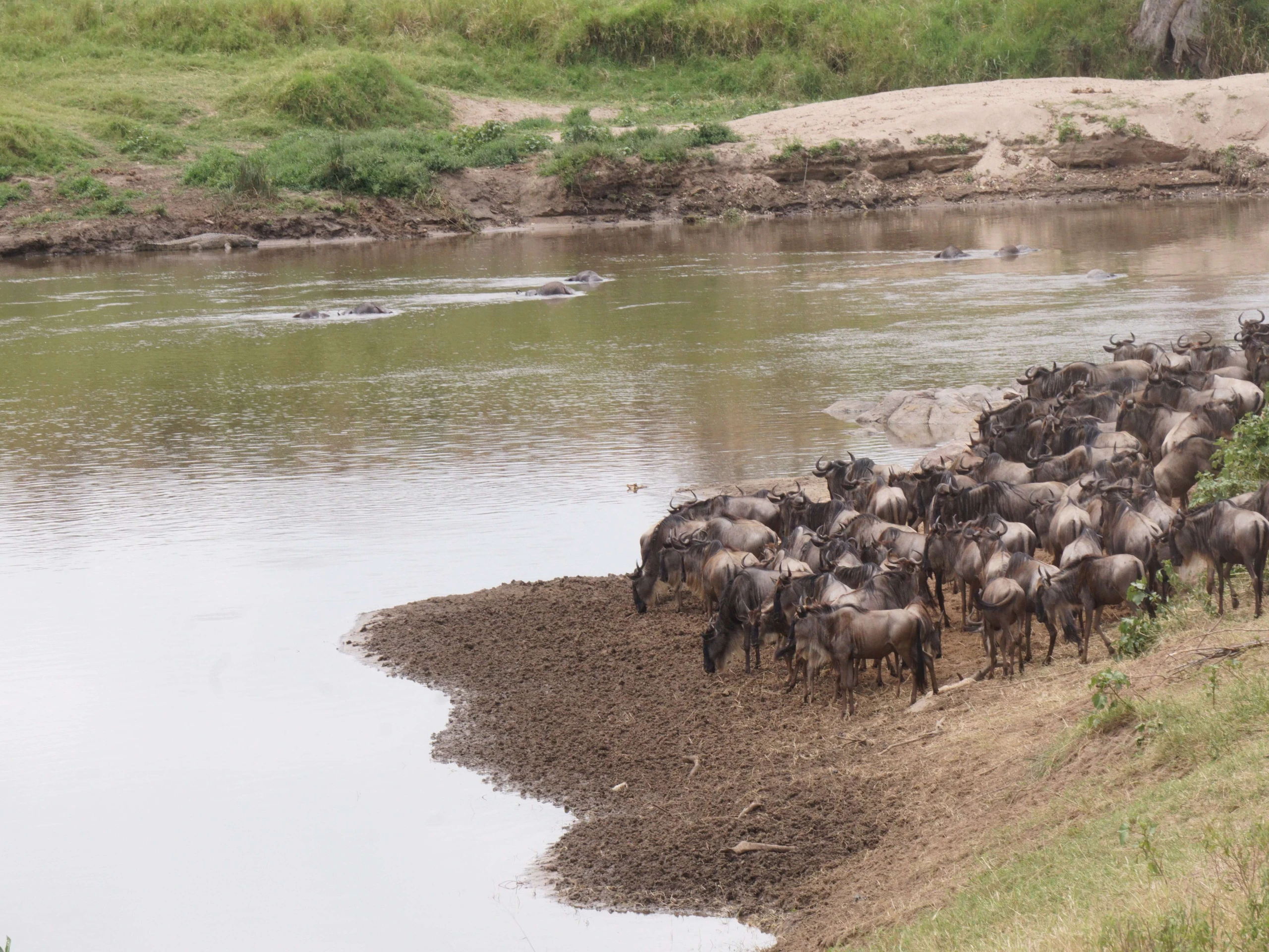 confused wildebeest to cross the river and crocodile in the bakground