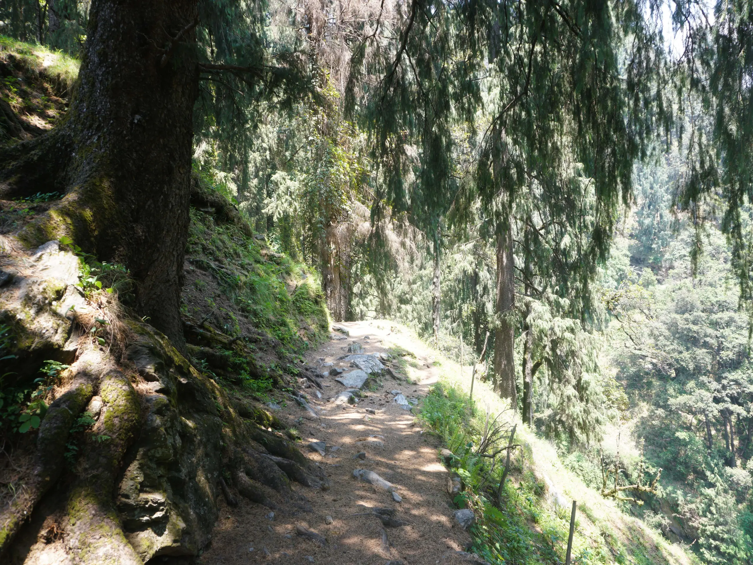 Trail covered with oak trees