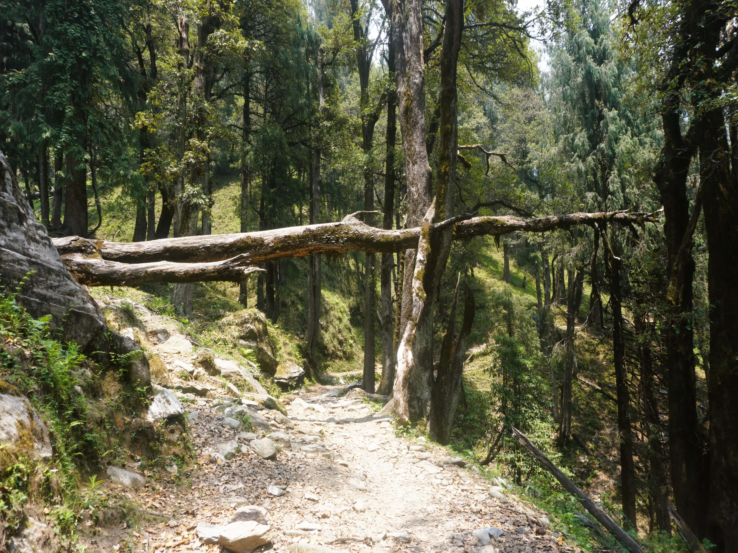 Trees fallen on the palachak trek