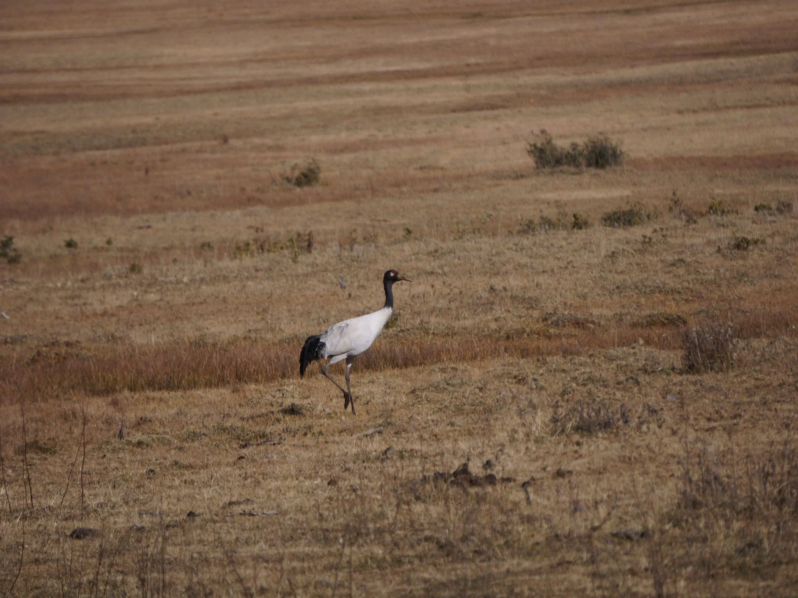 Black-necked crane migrating from Tibet to Bhutan