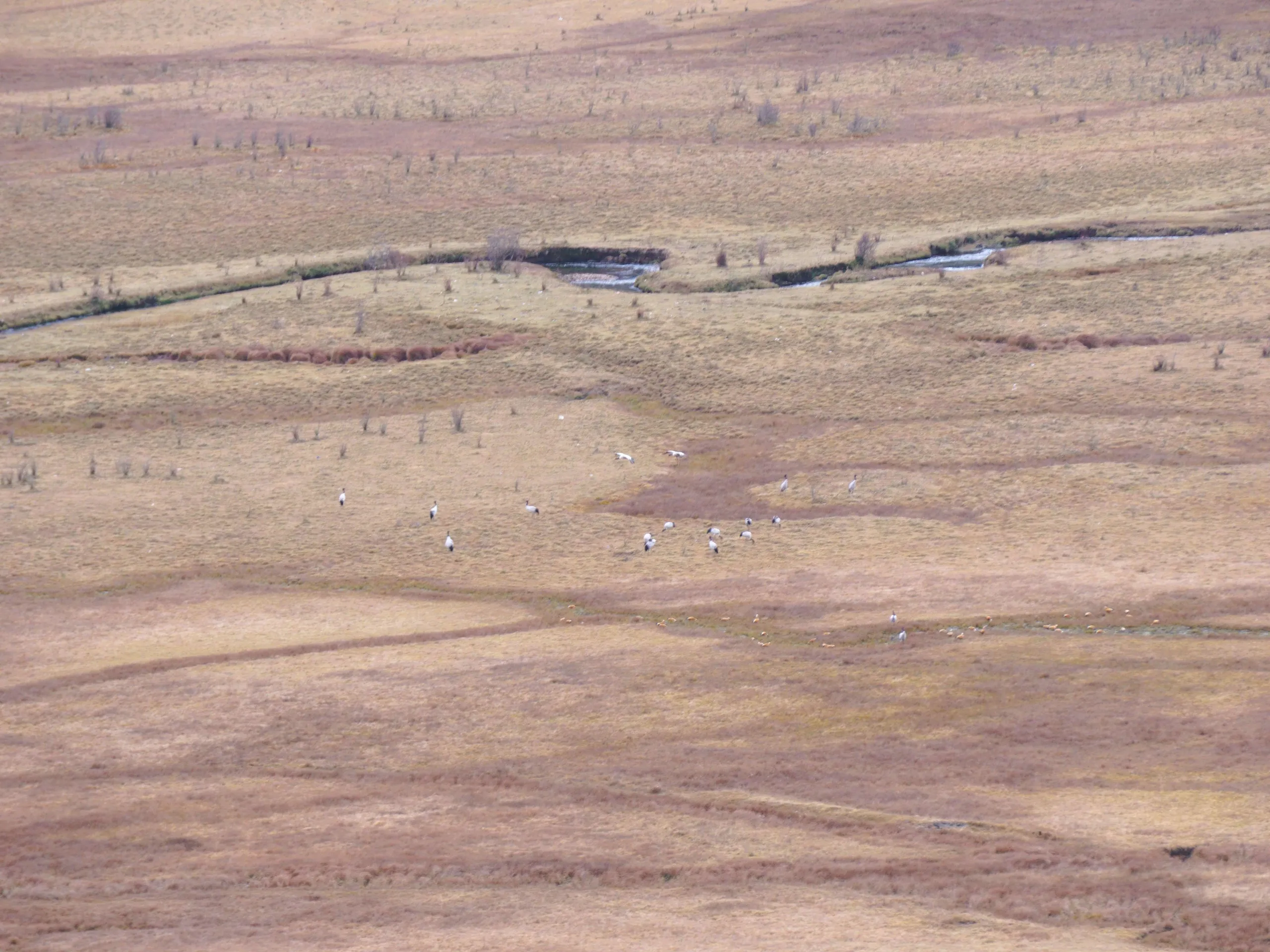 Looking at the Black-necked cranes from the viewing platform