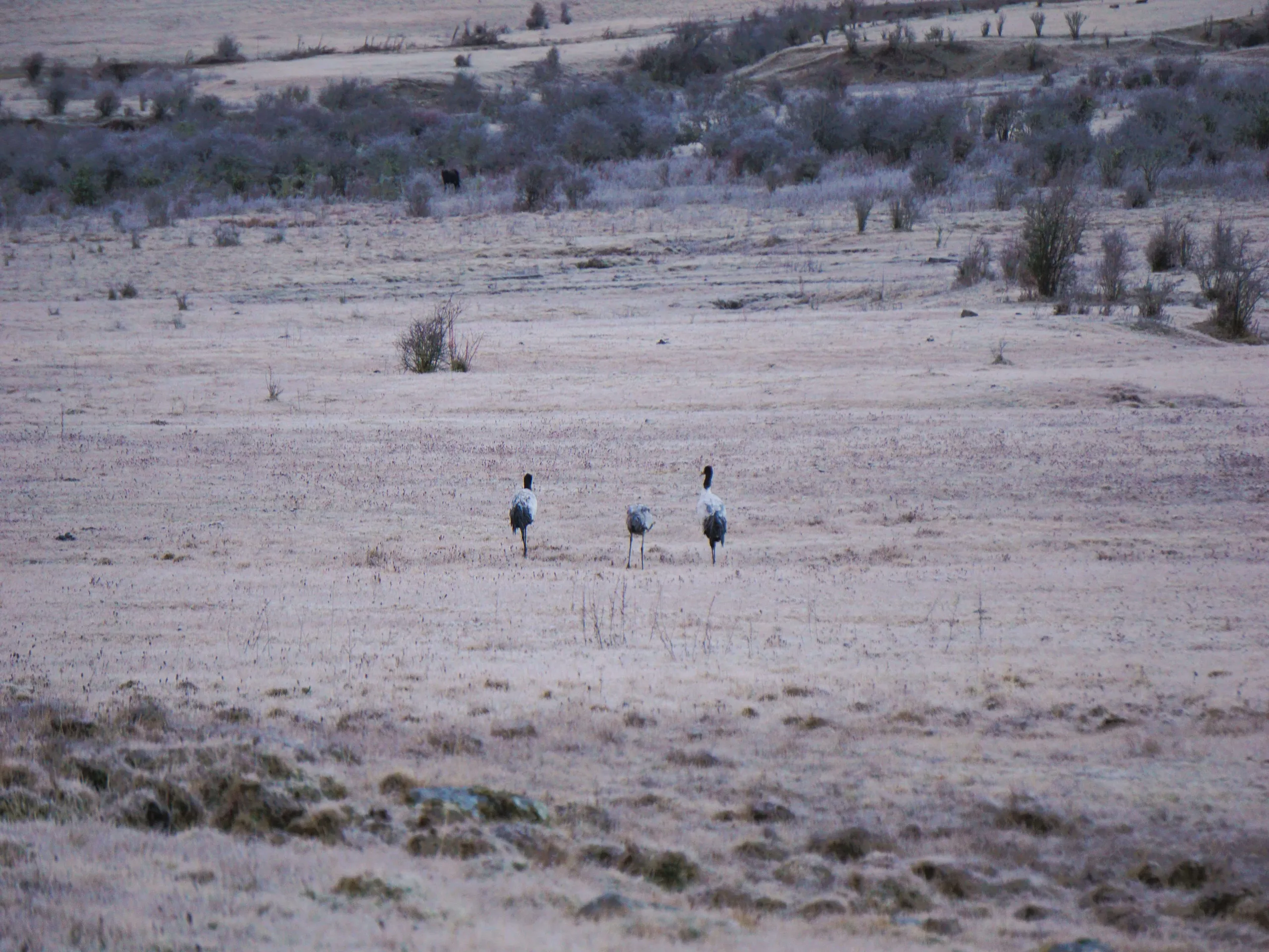 Spotting Black-necked cranes on morning walk