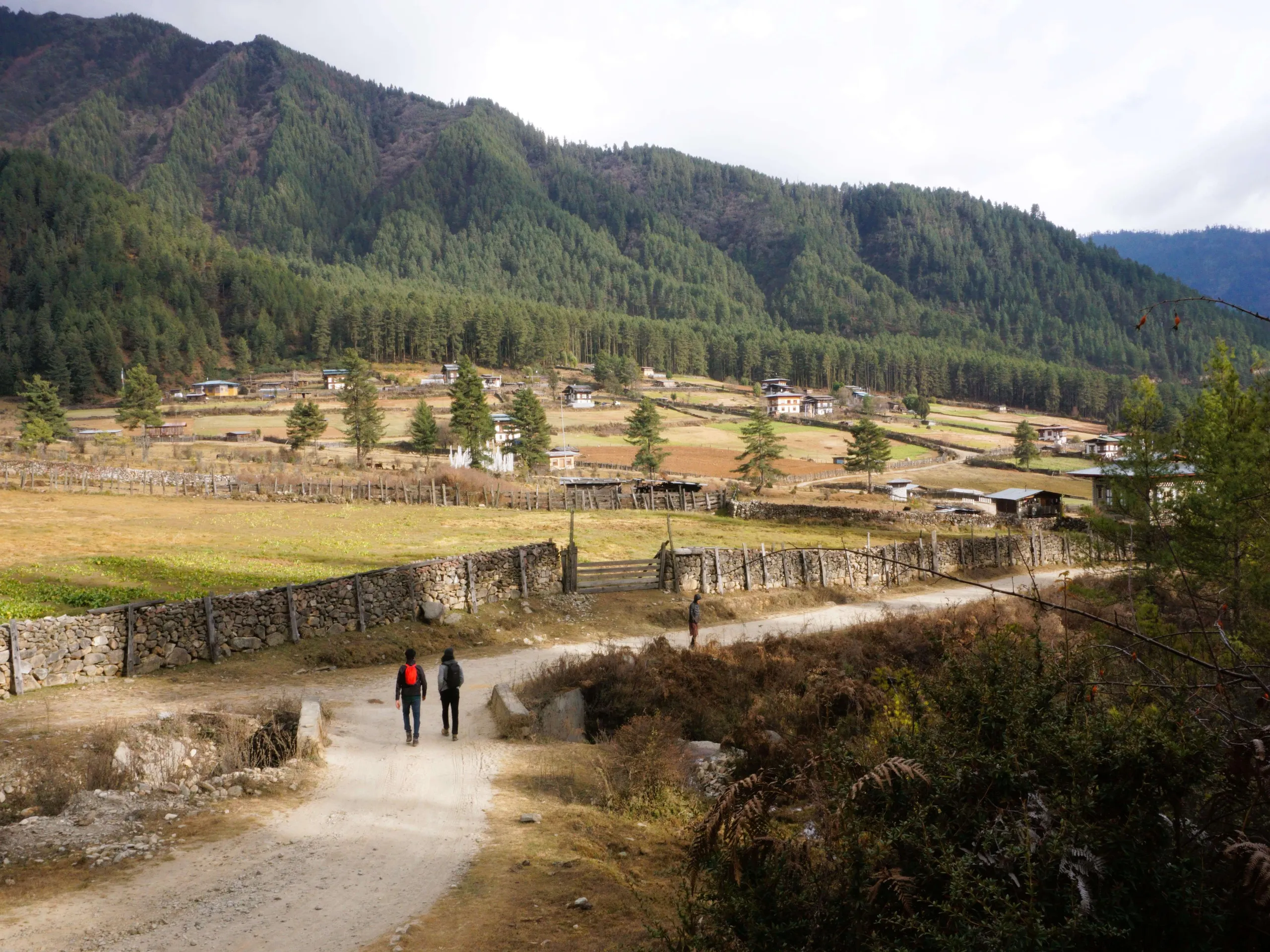 Gangtey walking trail