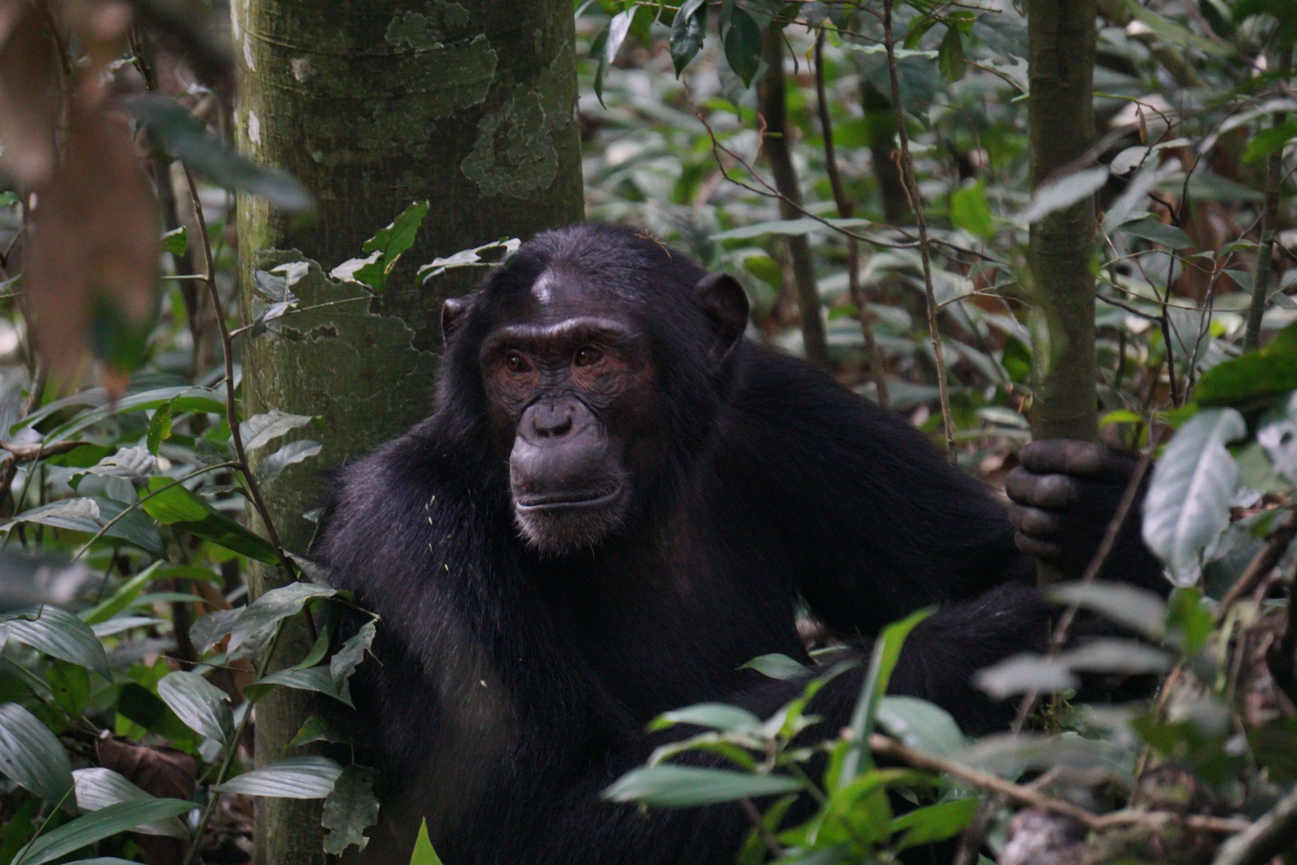 Chimpanzee tracking in Kibale National Park