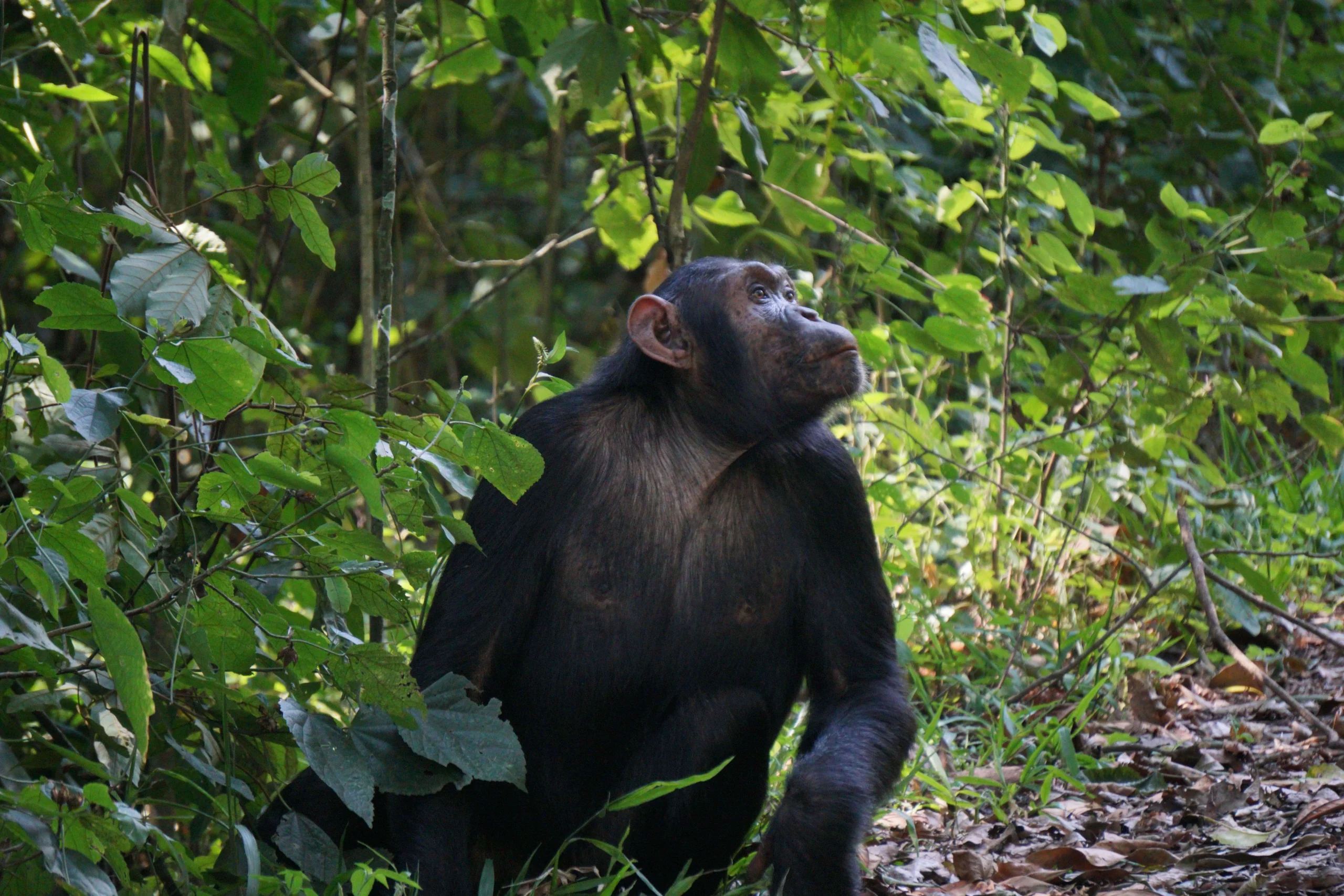 Chimpanzee in Uganda