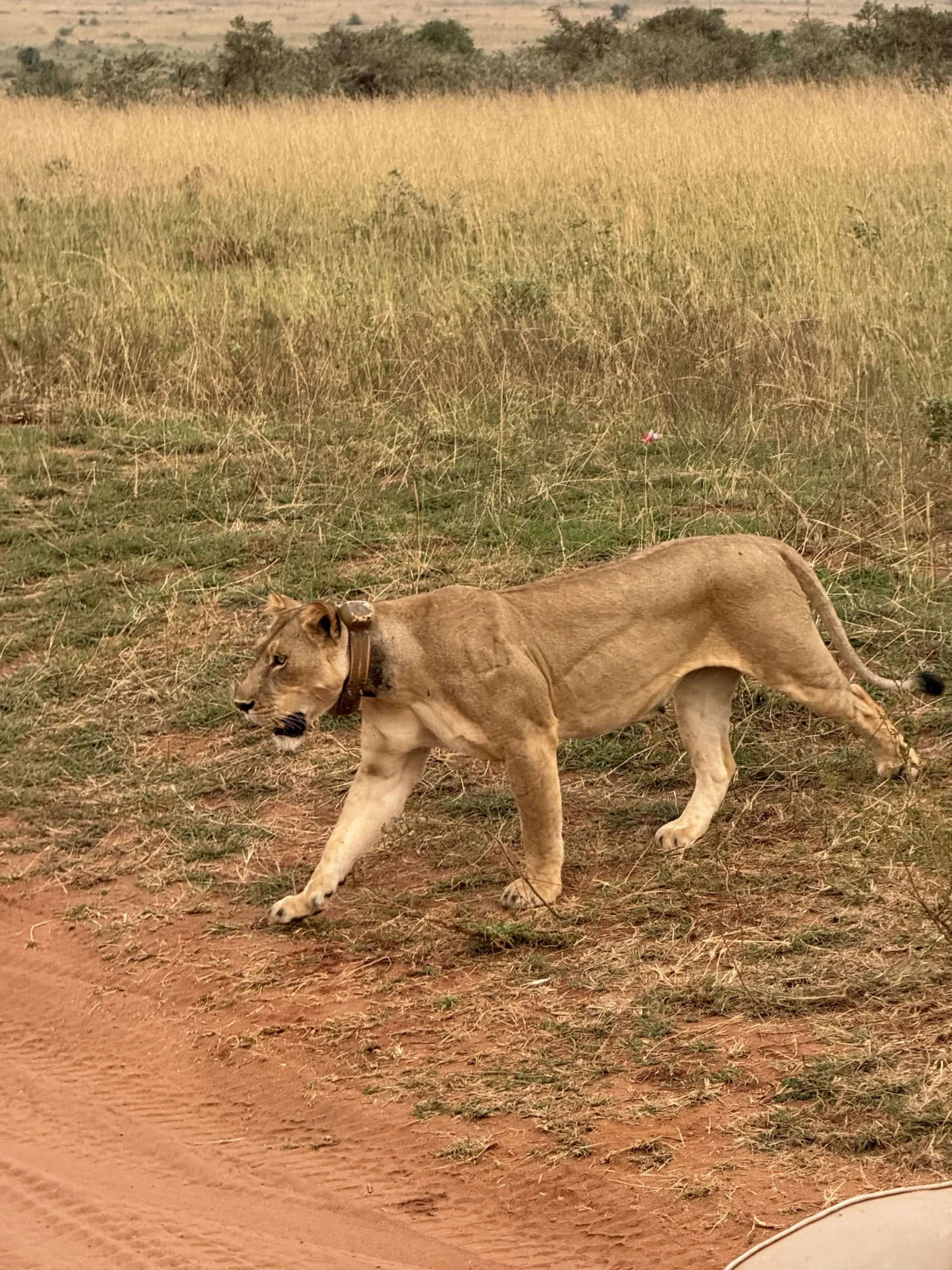 Game drive in Queen Elizabeth National Park