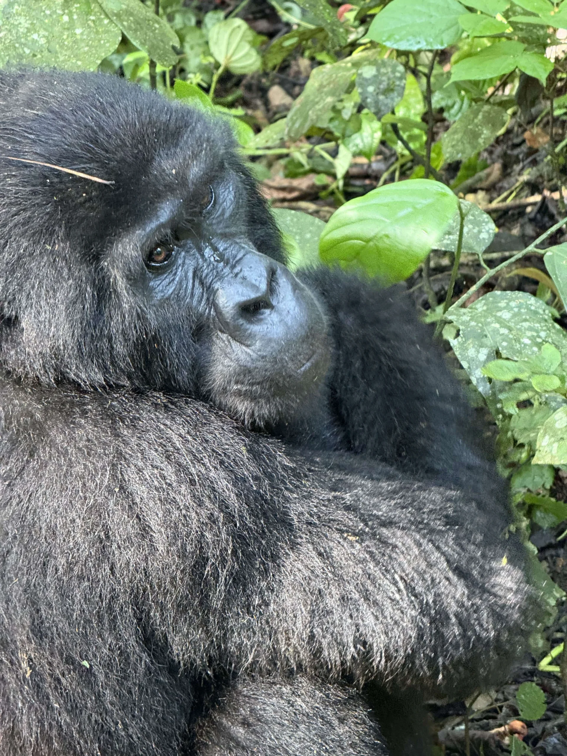 Gorilla trekking tips Uganda