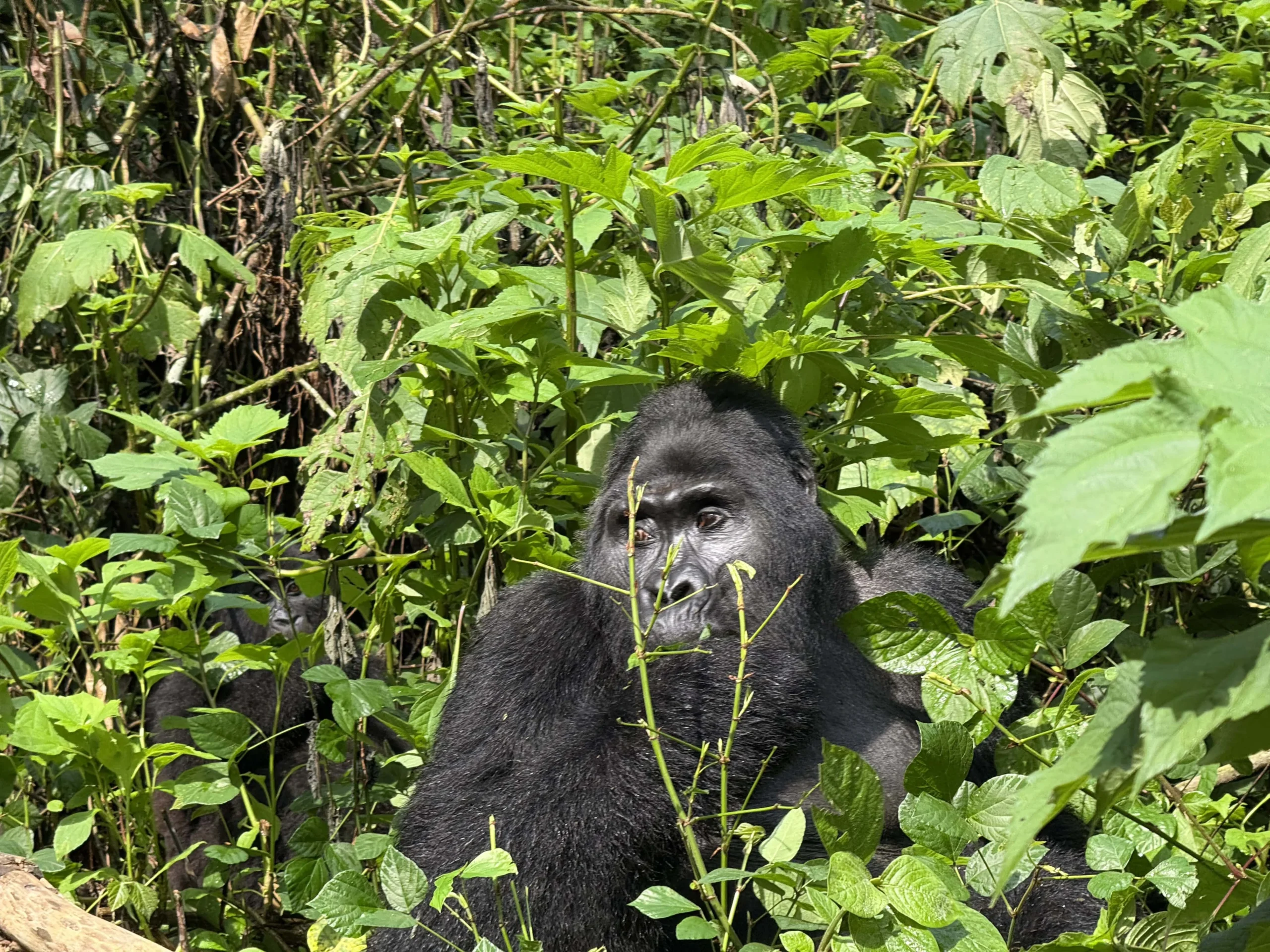 Gorilla trekking in Uganda
