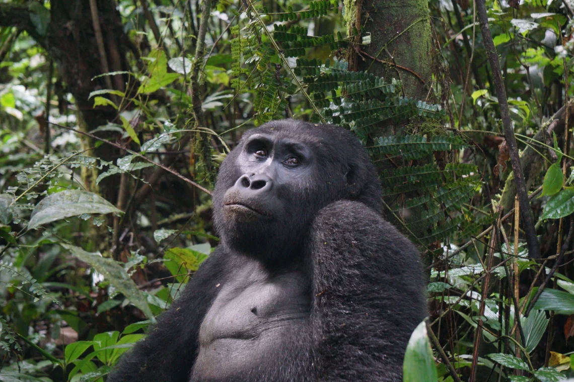 Uganda Travel Guide
