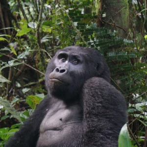 Uganda Travel Guide