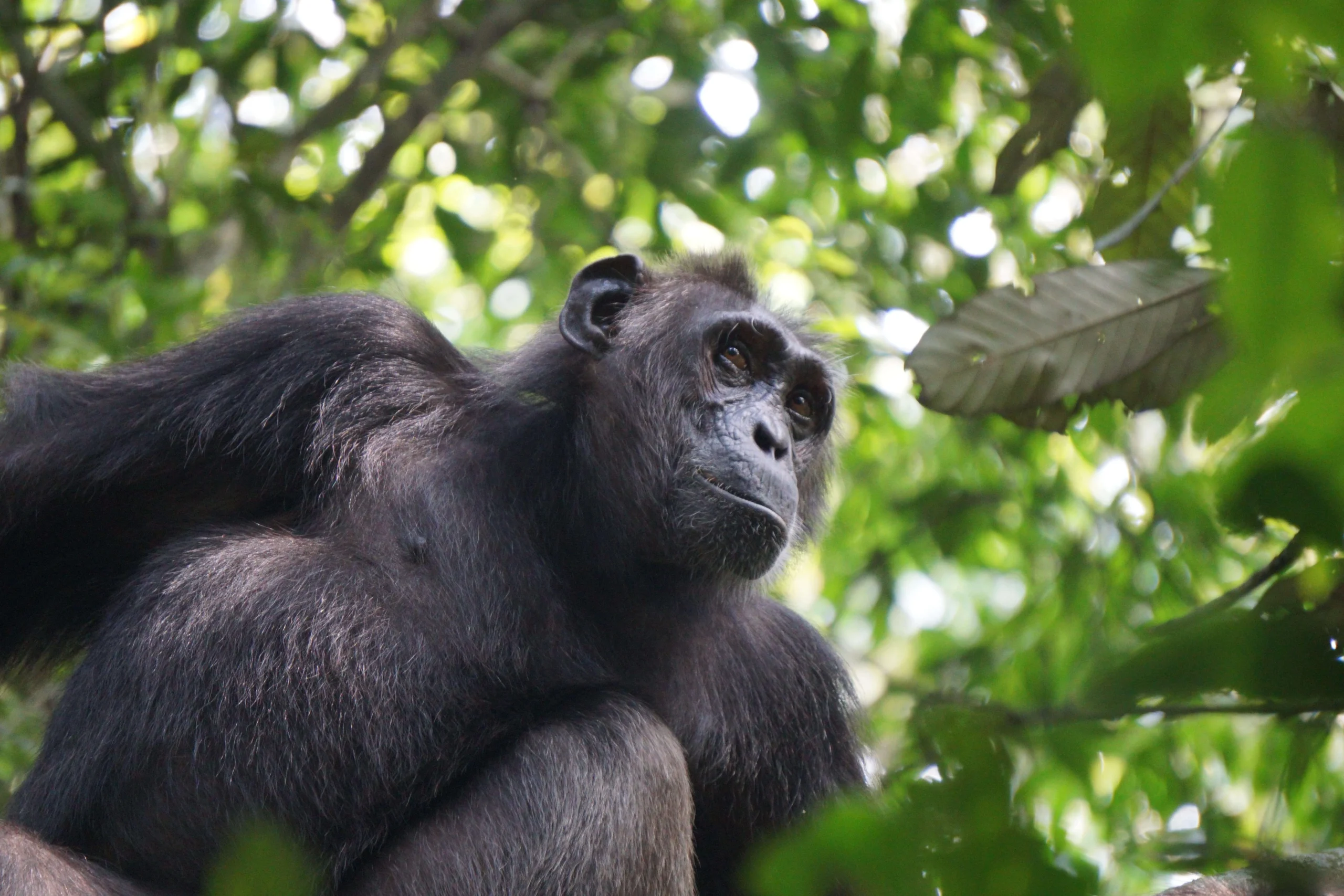 Chimpanzee in Kibale National Park