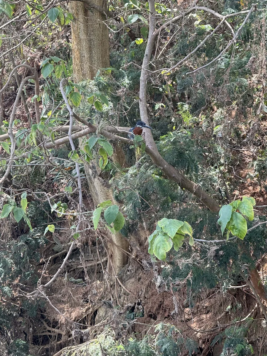 Spotting the Giant Kingfisher on the Nile