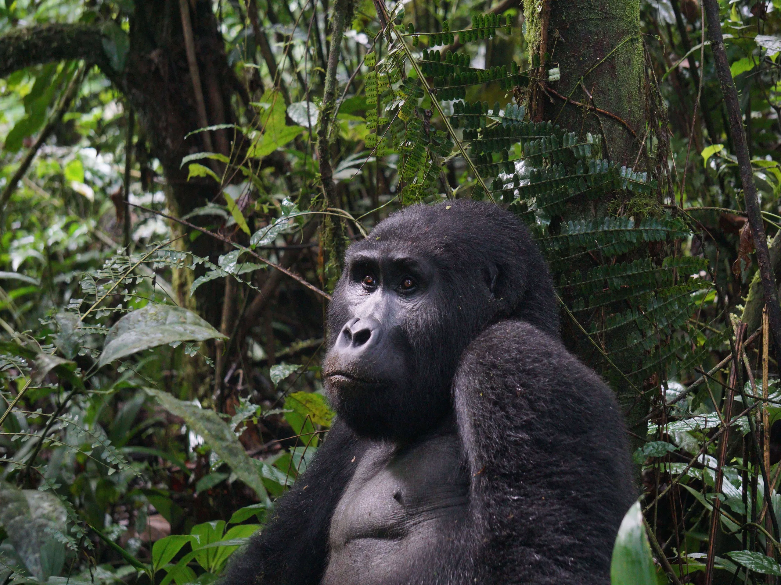 Gorilla tracking in Buhoma