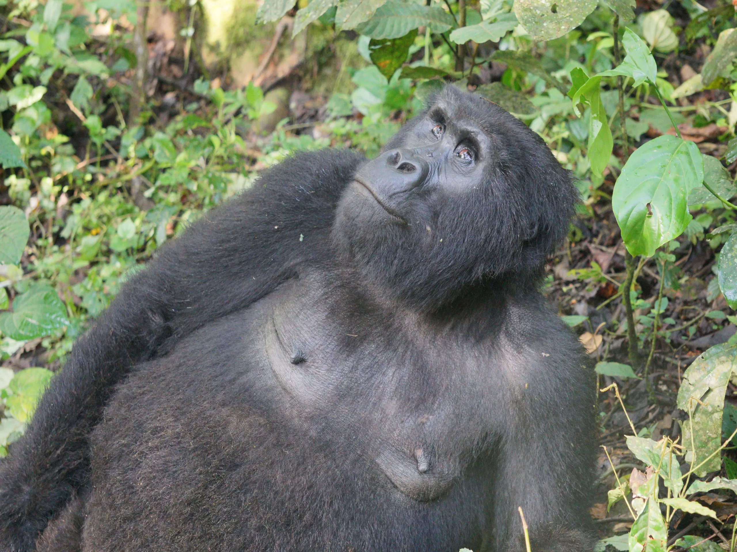 Gorilla tracking in Bwindi, Uganda